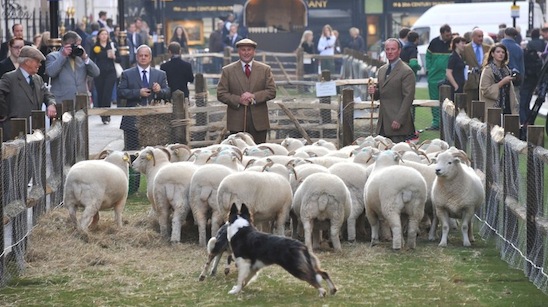 Savile Row Sheep